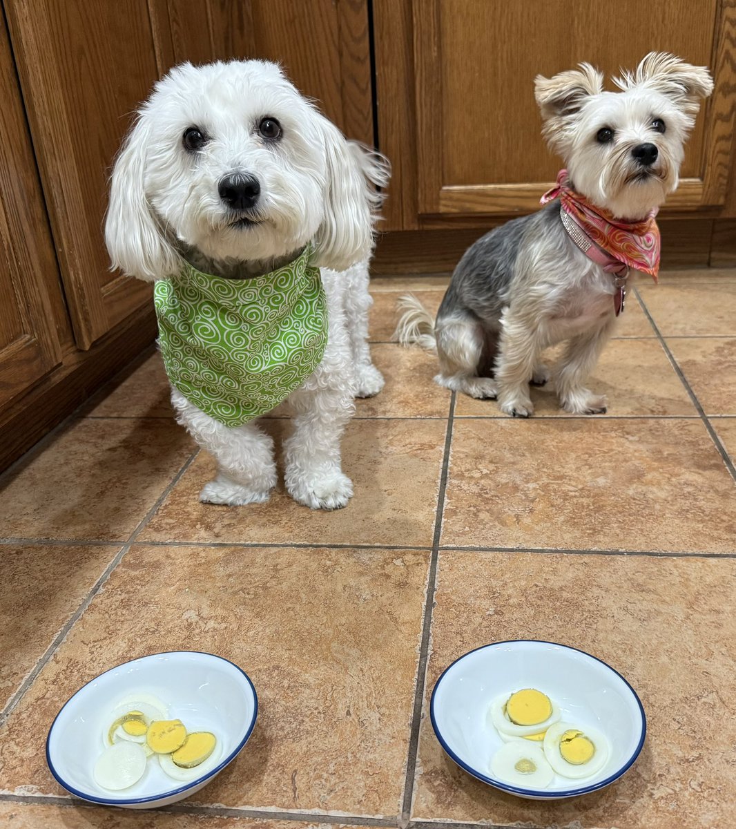 SirBailey2's tweet photo. Eggies!!! 🥚 Me’s hope yous hast as good an morning. As Rosie🌹hers an me’s!!! 😁 Daddy hims says it’s was “EGGCELLENT” 🥚🐶🐾 #dadjokealert #dogsofx #dogsoftwitter #adogslife #doggo #pets 💚 https://t.co/xUjpnCdm5Q