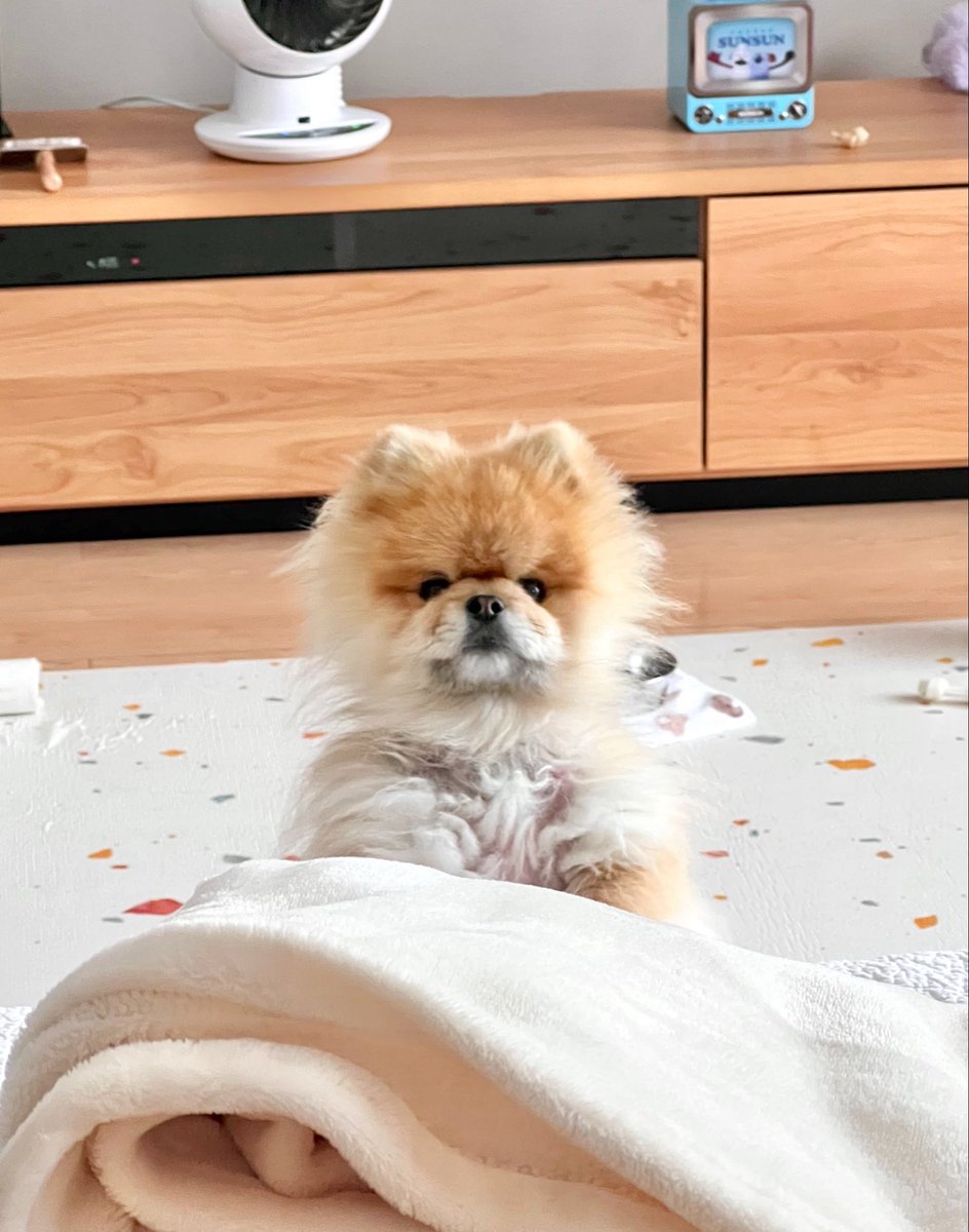akitapome's tweet photo. https://t.co/8QK5dVyNa5