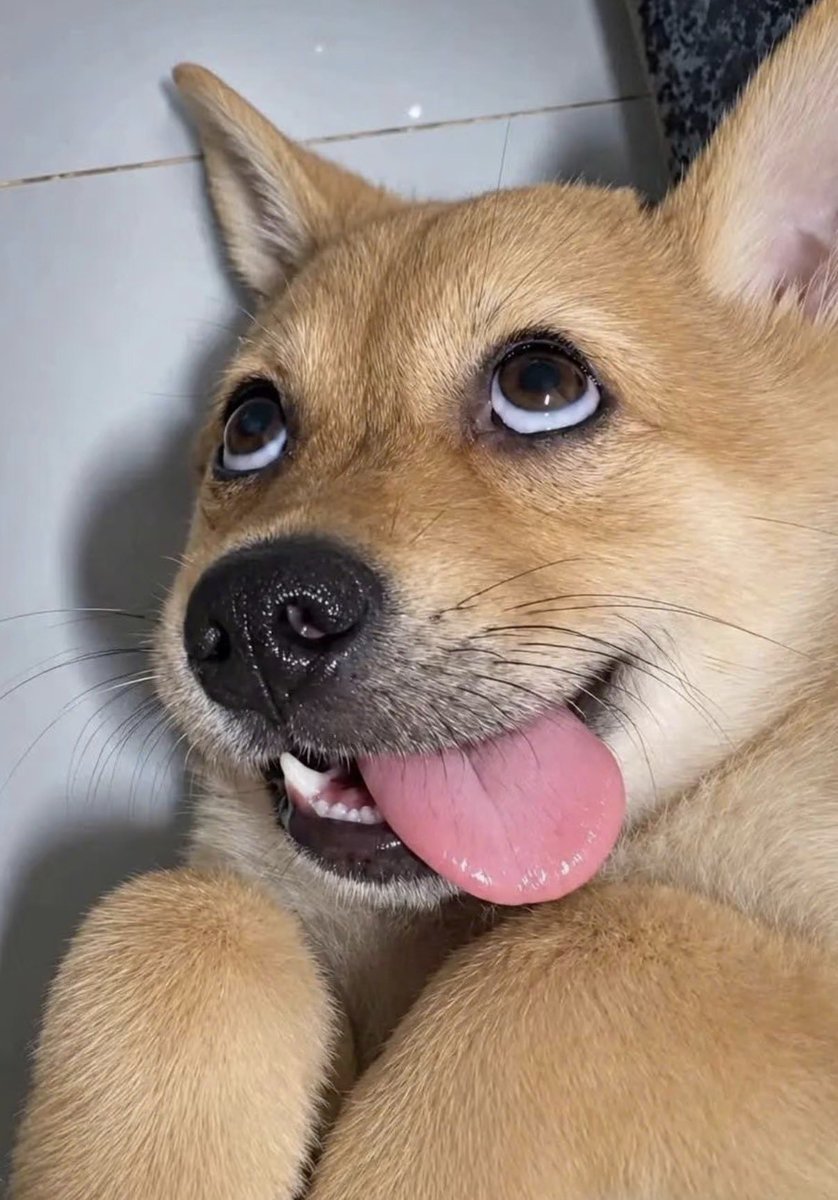 baaabaron's tweet photo. Lucu banget, Anjing! https://t.co/O8KeNrkYwf