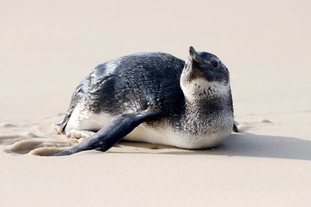 BobKarpDR's tweet photo. My first close encounter with a wild juvenile Magellanic penguin, and one of the best moments of my life. Every winter these incredible birds make an epic journey from Patagonia, sometimes traveling more than 1,200+ miles before reaching the beaches of Rio de Janeiro 🐧 https://t.co/SJVvCF80SB