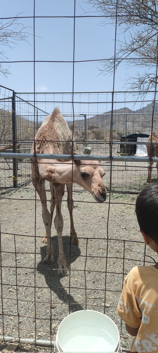Roq64434's tweet photo. 🐪🐪🐪🤎🤎🤎🤎🤎🤎🤎🤎🤎🤎🤎 https://t.co/ZvOD0xxa5U