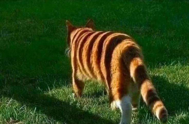RaminNasibov's tweet photo. Just a shadow, but it instantly boosts the aura https://t.co/dmrKXr4wJF