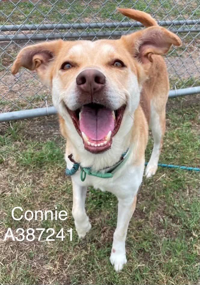 SamfromSpain's tweet photo. CONNIE #A387241 has a such a bright smile, it makes you want 2 scoop her up &amp; take her🏠w/ you!
HW+(curable)
Gentle girl who loves walks, treats &amp; is good on leash
And adores giving kisses
Great traits like these make 4 a perfect pet!
Plz #ADOPT
PLEDGE
#RESCUE @ Corpus Christi AC https://t.co/81vlcNx6G6