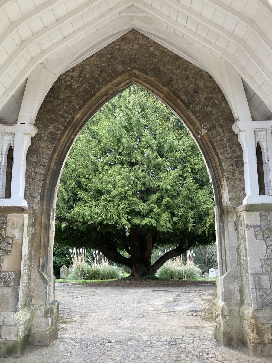 TheKentAcorn's tweet photo. Some trees like to make an entrance https://t.co/H7HA6PA8jU