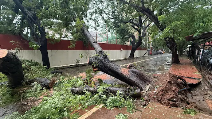 IndiaToday's tweet photo. 523 trees fall in #Mumbai in 24 hours: Experts blame concrete road, #BMC weather

By: @mustafashk 

Read more:
https://t.co/y4eJINbwB9

#Monsoon #IMD #Rainfall https://t.co/JbUwZ95K0s