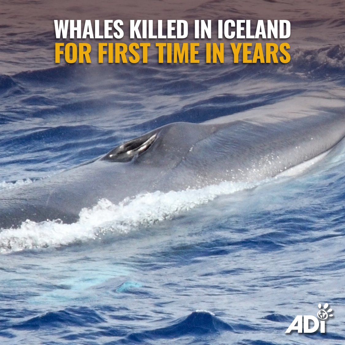 AnimalDefenders's tweet photo. ICELAND HAS KILLED ITS FIRST WHALES SINCE 2023 🐋 Two fin whales were killed in the 2026 season. Hvalur hf. has resumed whaling under a 2024 licence with a quota of 150. Write and demand action to end whale hunting:
https://t.co/hVlex4Tpca #StopTheHunt https://t.co/Kt8HQdaLj1