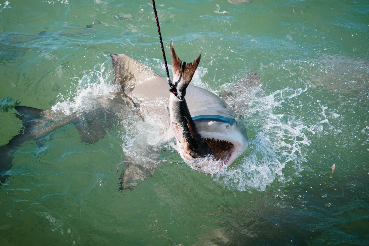rishibaloh's tweet photo. This was my first time seeing a shark up close 🦈! Those sharp teeth were really scary https://t.co/MUnC55scNh