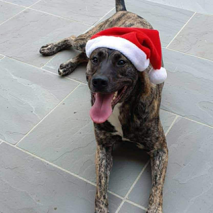 team_greenacres's tweet photo. 🐶PLEASE READ CAREFULLY – ZELDA IS NOT A GREENACRES RESCUE DOG🐶

🎅We know it's not Christmas but if Zelda finds a forever home, it will feel like all her Christmases have come at once🎅

🔁We're sharing Zelda on behalf of Paws United UK. We are working together to help find her a loving forever home. She is currently on foster in South #Wales 🔁

Meet Zelda, a large 3 year old brindle crossbreed who is a happy girl & full of personality

✅️🐶Currently living in foster with other dogs

🐶Goofy, playful, kind & loyal, Zelda brings so much joy to those around her

🐶She loves her walks & would happily climb a mountain but she is just as content curling up on the sofa with her human for a cuddle

🏡A home with experience of large dogs would be ideal to give this special girl the home she truly deserves

🐾Zelda is currently under the care of Paws United UK. However, we are happy to accept expressions of interest & will pass them on for review🐾

If you would like to register your interest in Zelda, please complete our generic application form via the link below👇

https://t.co/kmjK8JUmrA

🏡Let’s work together to find Zelda her perfect forever home🏡

#teamgreenacres #rescue #k9hour #rehomehour #teamzay