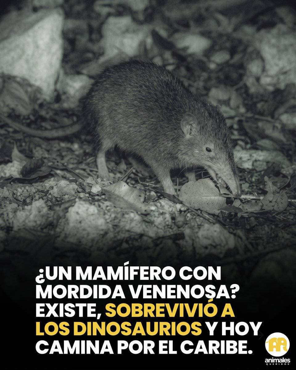 AnimalesQueri2's tweet photo. Son las tres de la madrugada en la sierra de Bahoruco, en la frontera entre República Dominicana y Haití, y avanzas agachado entre raíces siguiendo el pitido de una antena. Al final del rastro, hociqueando la tierra húmeda con un hocico rosado y flexible como una trompa en miniatura, aparece un animal del tamaño de un gato pequeño. Muerde a una lombriz gigante y, en el mismo instante, la envenena.

No es una serpiente. No es una araña. Es un mamífero, y se llama solenodonte.

De las miles de especies de mamíferos que existen, solo pocas inyectan veneno por un diente: un incisivo inferior con un canal tallado en su superficie, conectado a una glándula salival modificada que bombea la toxina directo hacia la herida, un mecanismo que recuerda al del colmillo de una víbora.

El linaje del solenodonte tiene cerca de 76 millones de años, más antiguo que el de la mayoría de las familias de mamíferos placentarios vivas hoy. Sus antepasados ya recorrían la Tierra antes de que un asteroide de diez kilómetros golpeara el planeta y borrara a los dinosaurios no aviares hace 66 millones de años. El solenodonte no solo es viejo: es de los pocos mamíferos que puede decir, con evidencia genética real, que ya estaba ahí cuando el cielo se incendió, y que después de aquello siguió caminando.

Pero aquí viene el dato más amargo: lo que no logró un asteroide, casi lo logran unos mamíferos mucho más pequeños. Mangostas, gatos y perros asilvestrados, introducidos en las islas por los propios humanos, han empujado al solenodonte cubano a la categoría de especie en peligro de extinción. Sobrevivió al fin de los dinosaurios, pero podría no sobrevivir a este siglo.

Cada noche que un solenodonte sale a cazar en la oscuridad del Caribe es, literalmente, un linaje entero del Cretácico caminando todavía entre nosotros.

#AnimalesQueridos #Solenodonte #FaunaSilvestre