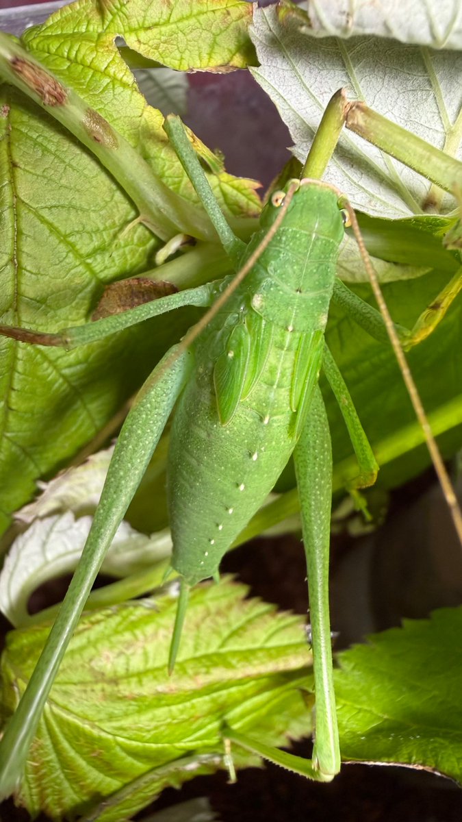 0rthoptera's tweet photo. brilliant colour choice https://t.co/uh5vseYqme