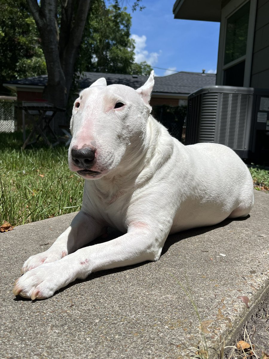 🐶 NELSON tweet media