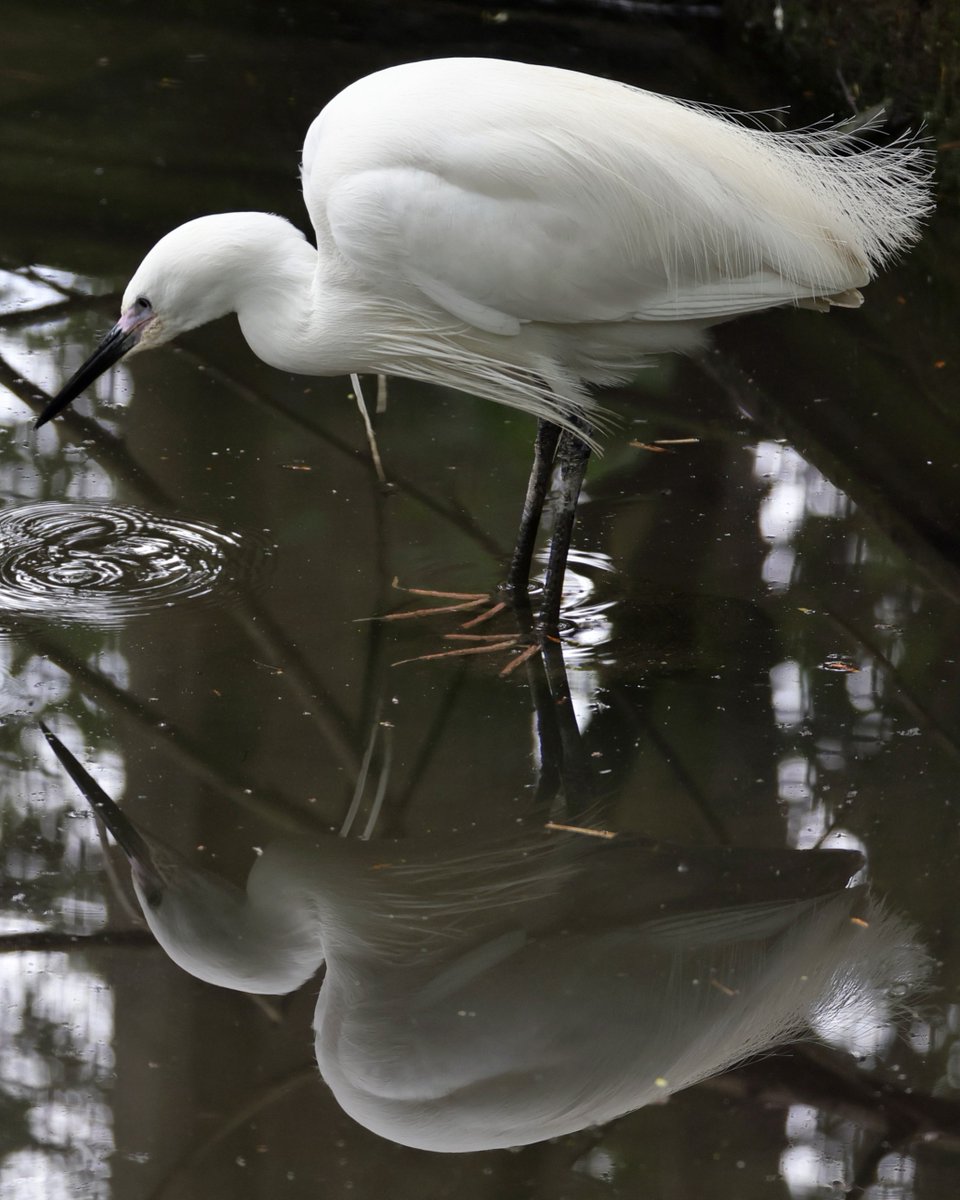 WildwoodTrust's tweet photo. Every feather mirrored with perfection 🪶 

📸 Dave Butcher https://t.co/OEHQtqbzc8