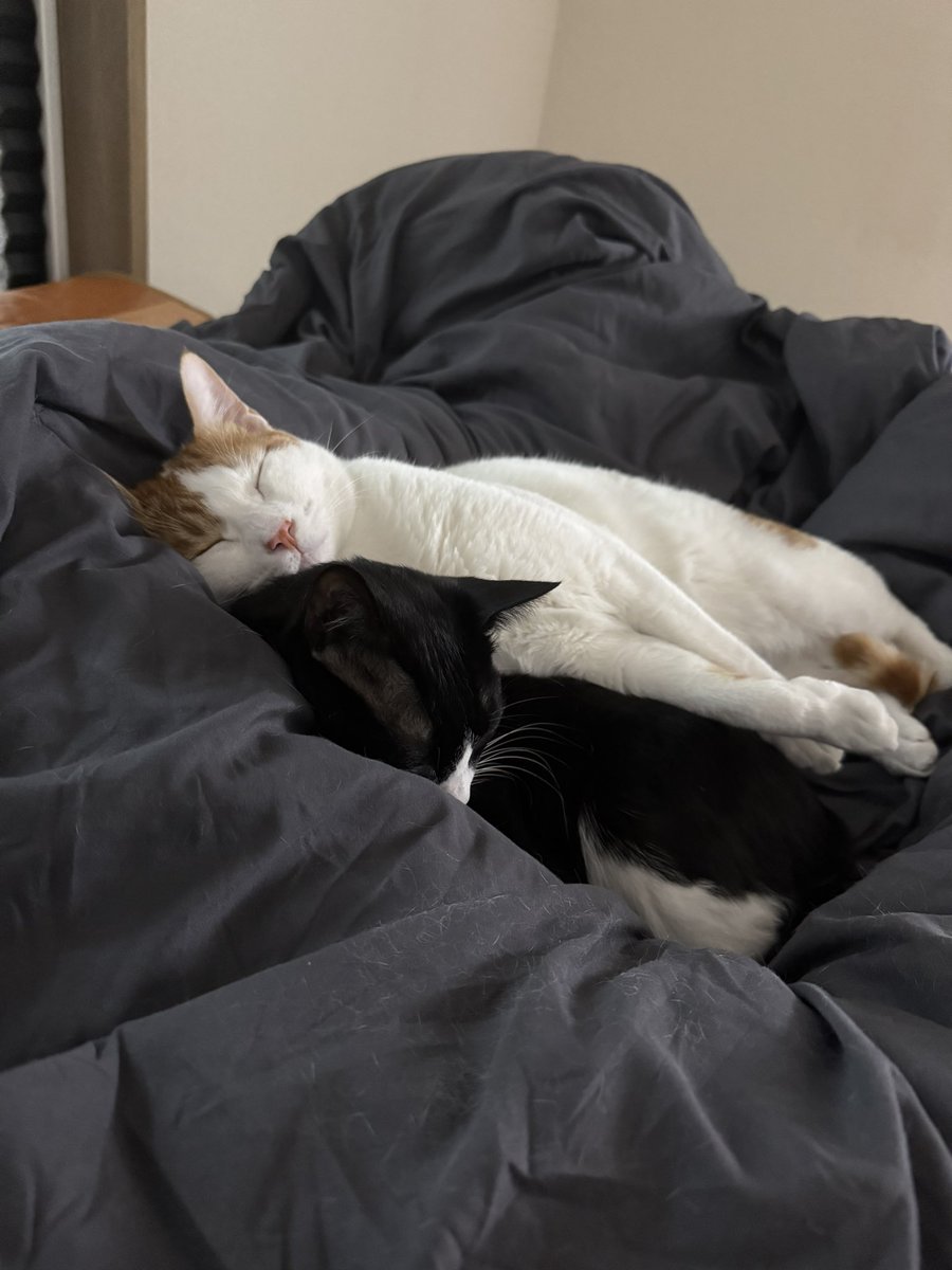cat_1217a's tweet photo. 이제 개돼지댐 ㅠ https://t.co/4aQsudGD5v