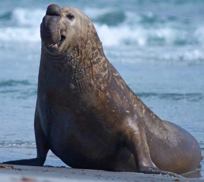 sw_holocron's tweet photo. Rotta the Hutt’s movements in THE MANDALORIAN AND GROGU were inspired by elephant seals, reveals John Knoll.

(Source: https://t.co/pzdiH0dn2u) https://t.co/Cnld3ZrweH