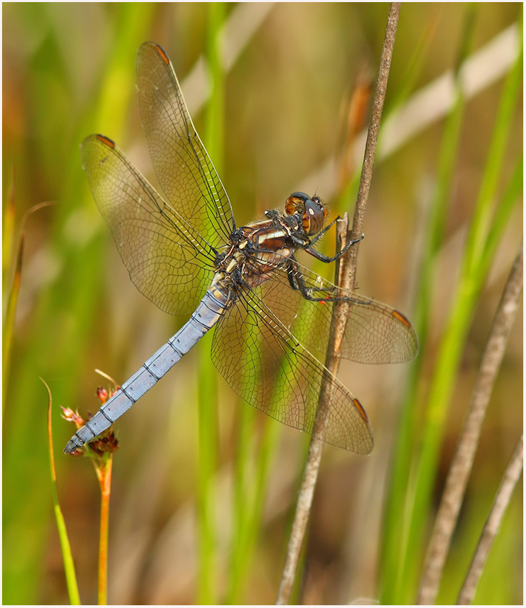 MarcHeathym007's tweet photo. Male Keeled Skimmer from Hothfield Common, Kent. NEW photos @ https://t.co/bnXehMI97W. @BDSdragonflies #KentDragonflies #DragonflyWeek https://t.co/LA6FMtkrTf