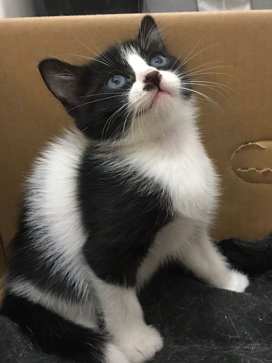 caresaregul's tweet photo. Sadece dükkan açmıyorum isteyene yavru kedi de kitleyebilirim her an 🤭 Bahçemize doğum yapan annenin maviş yavruları, detaylı bilgi ve sahiplenmek için mesaj atabilirsiniz. Biraz aciliyetli paylaşarak destek olursanız çok sevinirim 💙 https://t.co/Egf29rZT3v