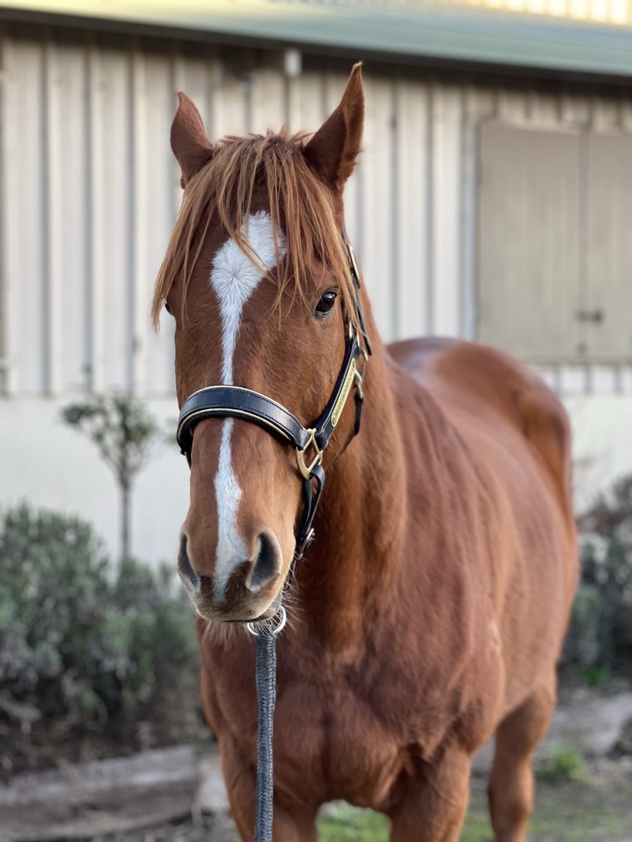 More Importance 🐴 tweet media