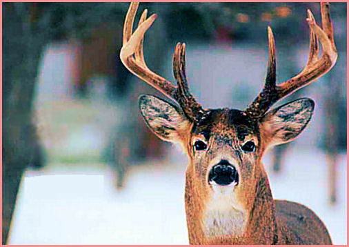 ghayman's tweet photo. π¦
If you and your #DOE are on the go -- go to the #ZYDECO. {#DANCE}
**ZYDECO MUSIC & DANCE - TRY THEM - ENJOY THEM**
Encourage #ZYDECO #DANCING
#MUSIC FUN #FUN DANCING DEER ANIMAL GOOD MONDAY #MondayMotivation #MondayMood #MondayFunday #MusicMonday #MondayVibes #MemoryMonday Belgium Piers Tic Tac Dell Candace Bethesda Opie Red Card Team USA Dolly