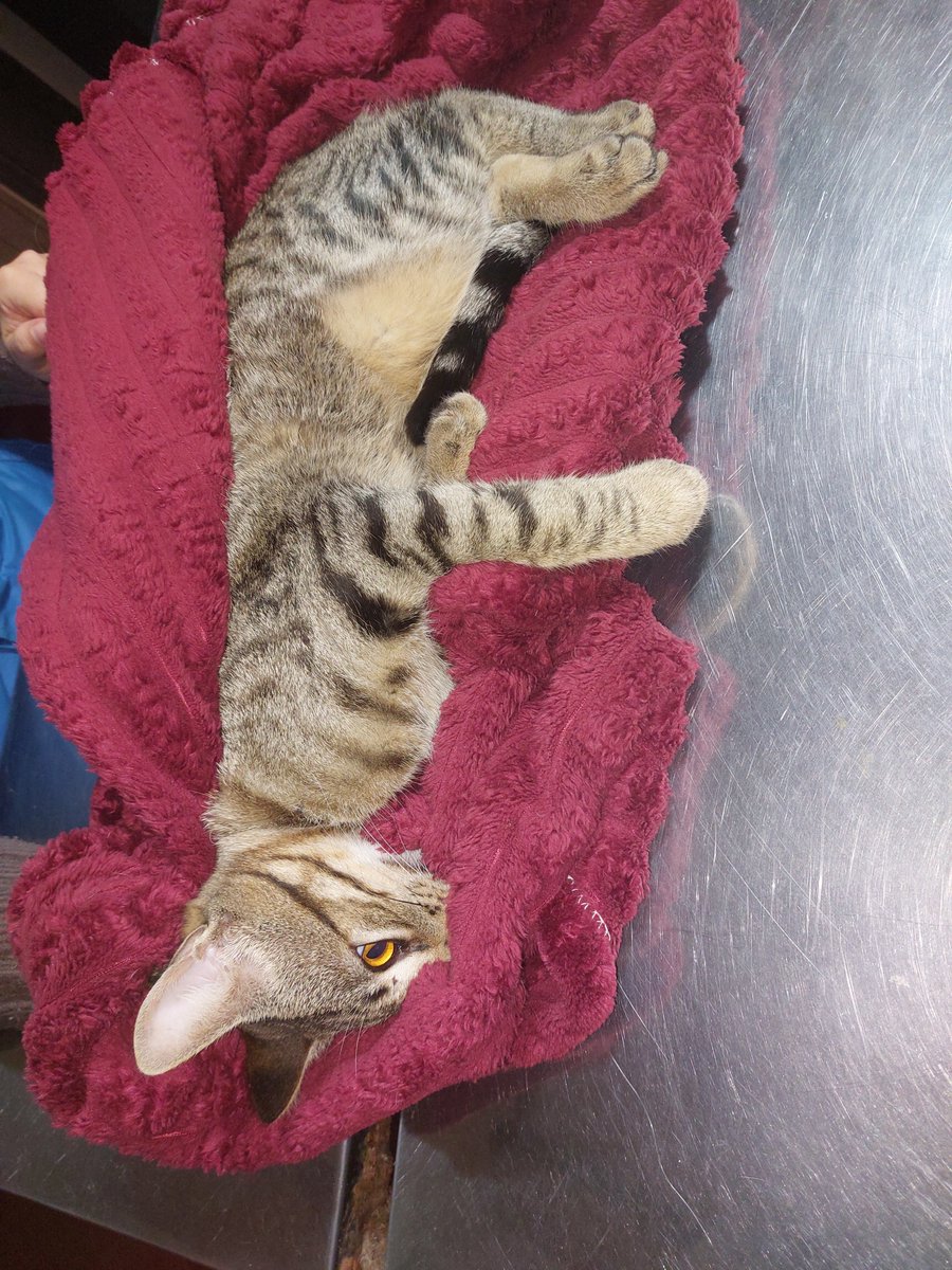 ____mara_'s tweet photo. Buenas! Tengo un nuevo rescate, michi con patita fracturada, debo hacerle su radiografía con suma urgencia, sale 290.000gs, su consulta 100.000gs. Mi alias es 0981 128 553 para quien nos quiera ayudar. Rt porfa!!!! https://t.co/nkZLUHEU3f