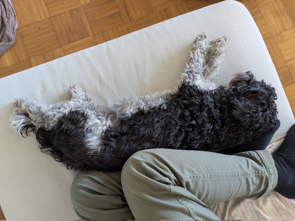Totobiii's tweet photo. Habe mehrere Wochen die Hunde hier, und wir genießen es jeden Tag aufs Neue, nichts zu tun 😌 https://t.co/2E241zv9EY