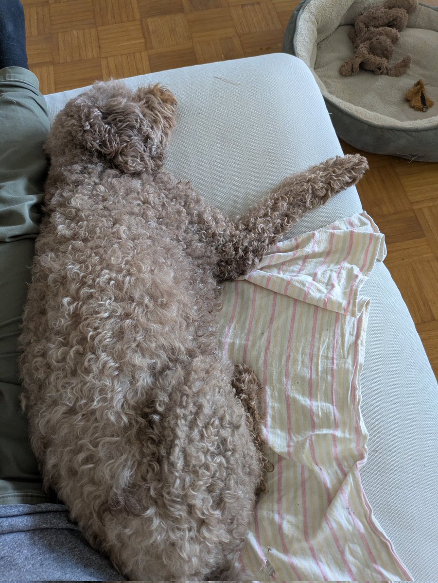 Totobiii's tweet photo. Habe mehrere Wochen die Hunde hier, und wir genießen es jeden Tag aufs Neue, nichts zu tun 😌 https://t.co/2E241zv9EY