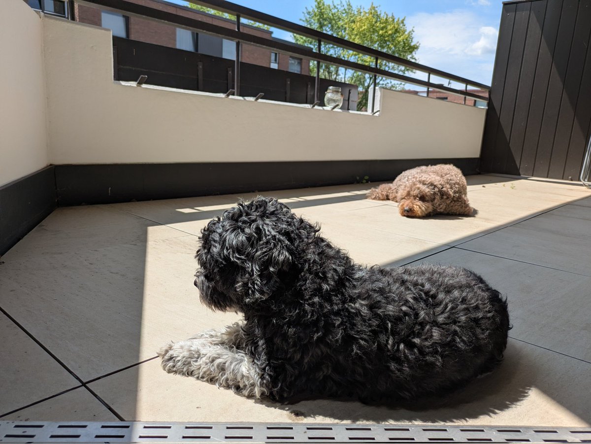 Totobiii's tweet photo. Habe mehrere Wochen die Hunde hier, und wir genießen es jeden Tag aufs Neue, nichts zu tun 😌 https://t.co/2E241zv9EY