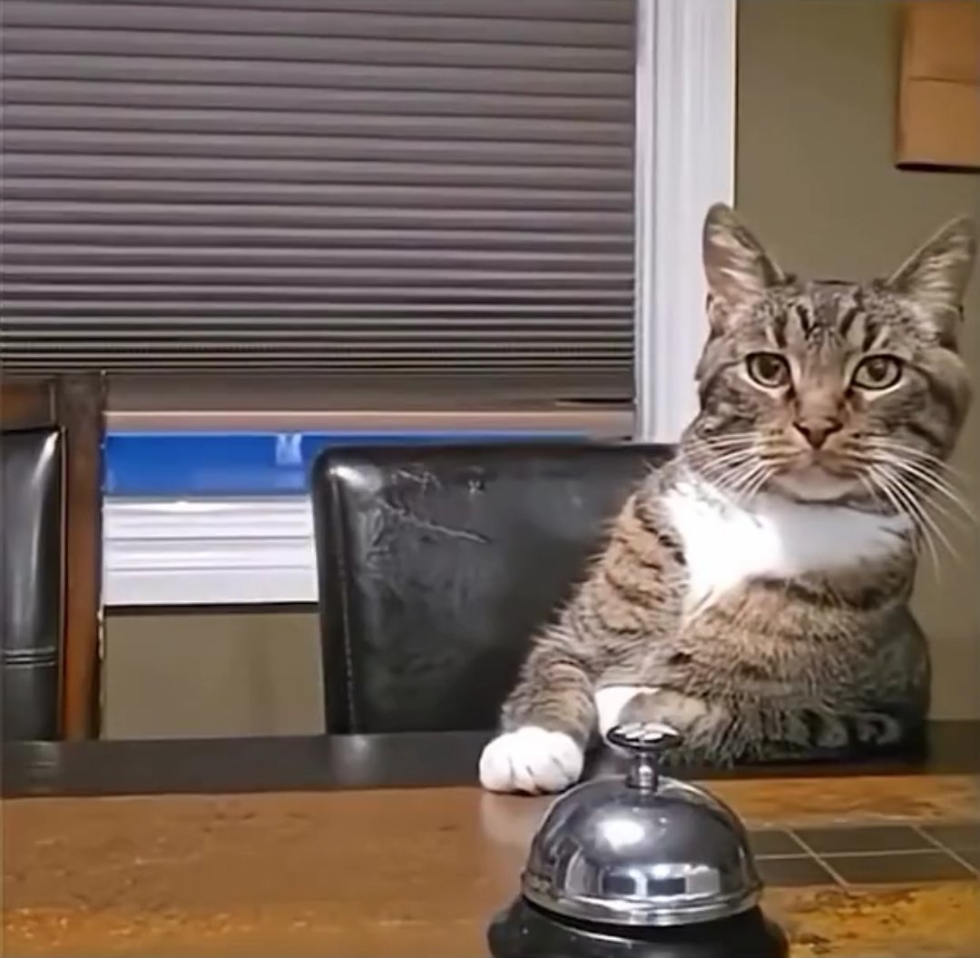 KaitDatKat's tweet photo. @catwithaura The absolute sass of this guy lmao https://t.co/ZzWZwLfUss