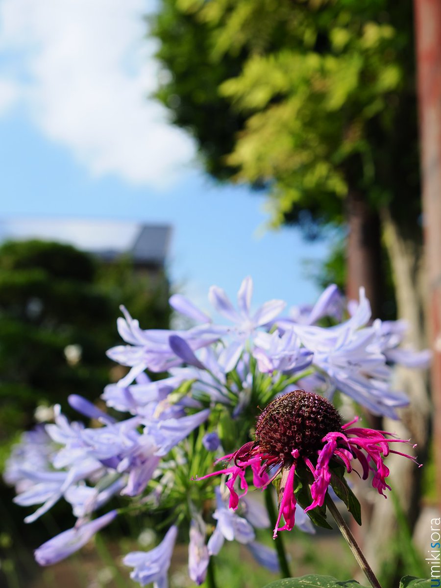 umikisora's tweet photo. 「アガパンサスと謎の花」

アガパンサスと謎の花って、赤紫の丸い花は花びらが落ちまくったタイマツバナ（松明花）ってわかってるんですけど、何か不気味ですよね。いろいろ大きかったので、20mmレンズで撮りました。

OM SYSTEM OM-3 ｜ OM SYSTEM M.ZUIKO DIGITAL ED 20mm F1.4 PRO ｜ C-PL FILTER https://t.co/SgAiYrfavq