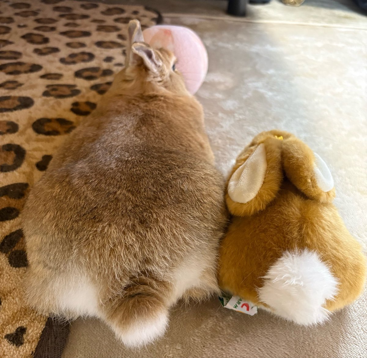 happy_yumehime2 tweet picture
