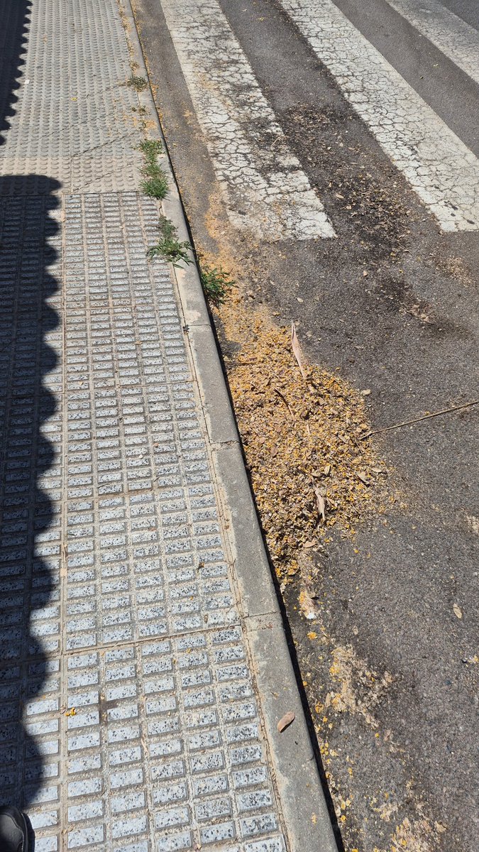 ManuelRambla's tweet photo. @AytoCartagenaES Pues mira @NoeliaArroyoHer trabajo en una comunidad en Cala Flores en Cabo de Palos soy de mantenimiento. Calle Deposito del Agua. Toda la calle esta asi llena de porqueria y de matas en las aceras xk no hay operador que sople ni camion ke luego pase a aspirar se dan la vuelta en https://t.co/fugh3X9nTW