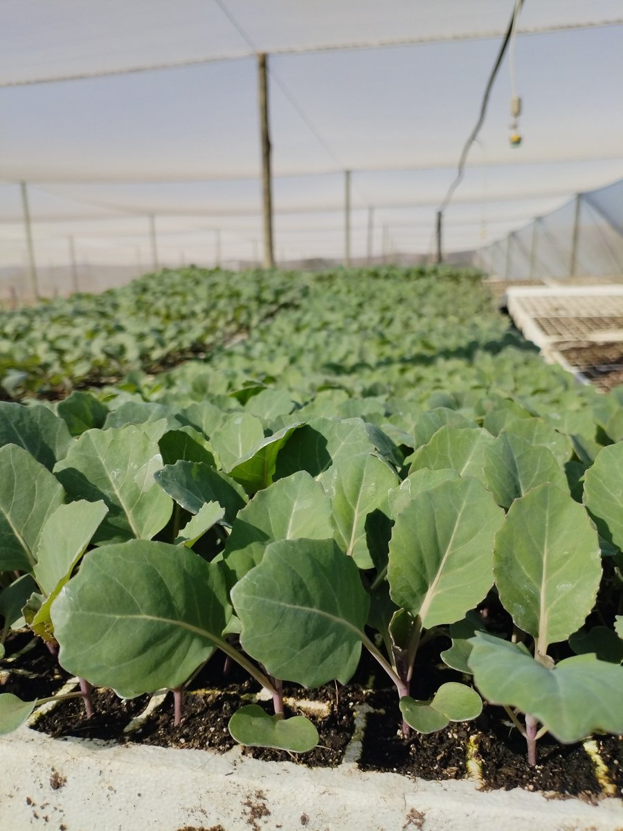 kokiebaloyi26's tweet photo. Best Hybrid seedlings https://t.co/KvAkwsQSX5
