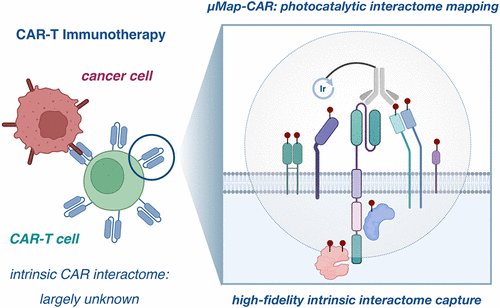 PrincetonChem's tweet photo. Congratulations @MacMillan_Lab on: “High-Precision Intrinsic Interactome Elucidation of Chimeric Antigen Receptors via Photocatalytic Micromapping (μMap-CAR),” in @J_A_C_S.

Great work Sean, Roderick, Philip, Ciaran, Gabrielle, Beryl, Dave and @BMSNews: https://t.co/cAe1xLHoYm https://t.co/YZfmij7Uns