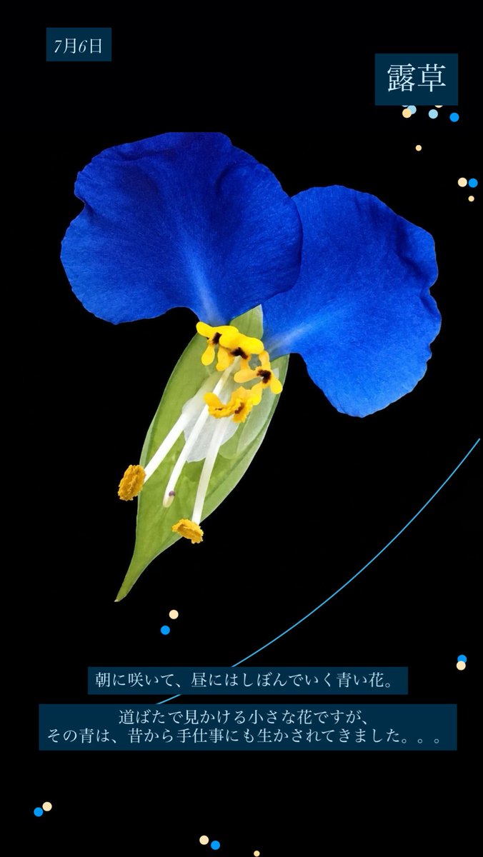 Saule_Flower's tweet photo. 【露草】
朝に咲き、昼にはしぼむ、儚い青い花🔵

ツユクサの仲間「あおばな」は、花びらを摘み、汁を絞り、和紙に塗って乾かすことを繰り返し「青花紙」として使われてきました。
水で洗うと流れる性質があるため、京友禅や絞染の下絵具に。

消えることまで含めて、仕事になる青🔵
#ツユクサ
#誕生花 https://t.co/D3FnjjzXRi