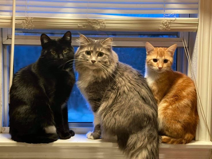 pearl as cats! 🐈⬛ tweet media
