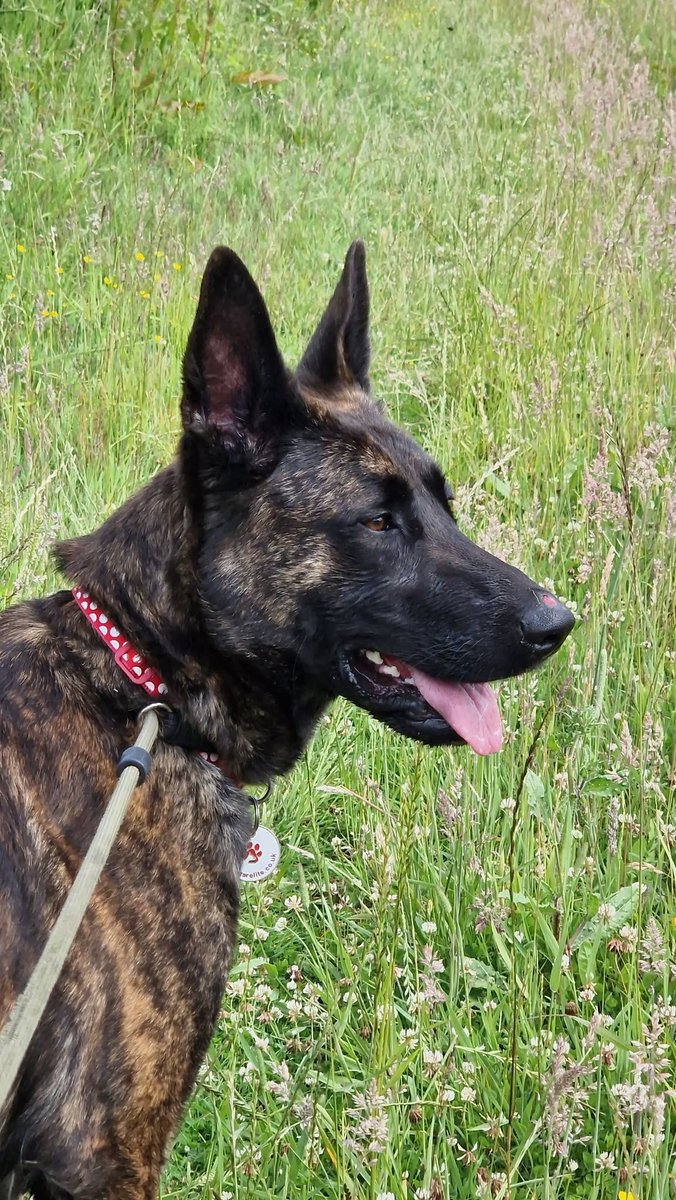 gsrescueelite's tweet photo. Zena is 14mths old and she arrived underweight, with sores and scars and scared of everything, with some patience and love she is now ready for a calm and patient home 
#dogs #germanshepherd #Notts 
https://t.co/iNrOEUUhrN https://t.co/vu8eRyceIl