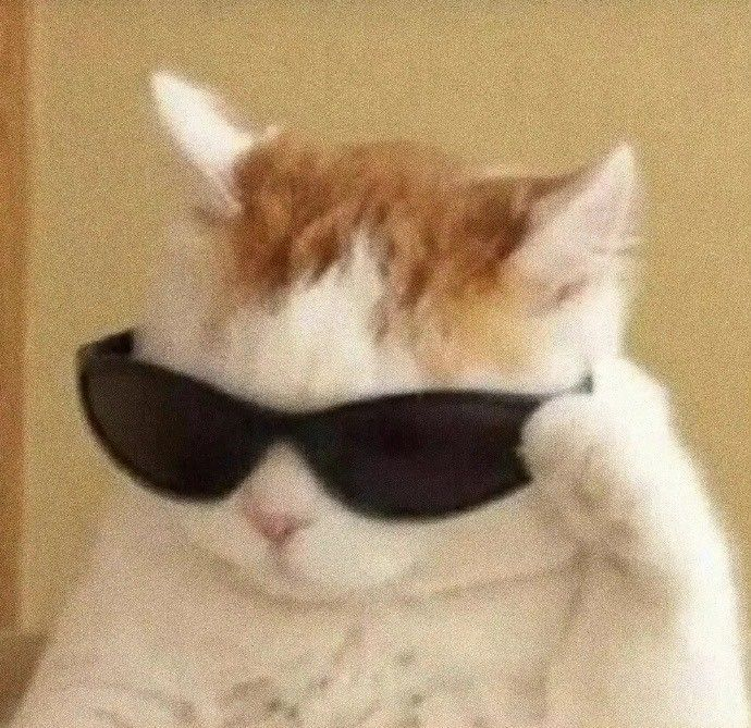 kimikriwil's tweet photo. cool cat only https://t.co/FcUzuo5oRA