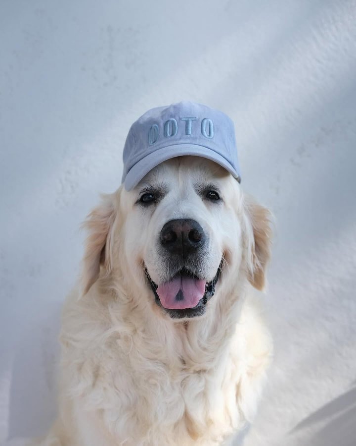 AVS_FanPage's tweet photo. 💙💙 Herry 💙💙
#herrythedog #outoftheoffice #goldenretriever #dogsofinstagram https://t.co/4V9DHLn0Az