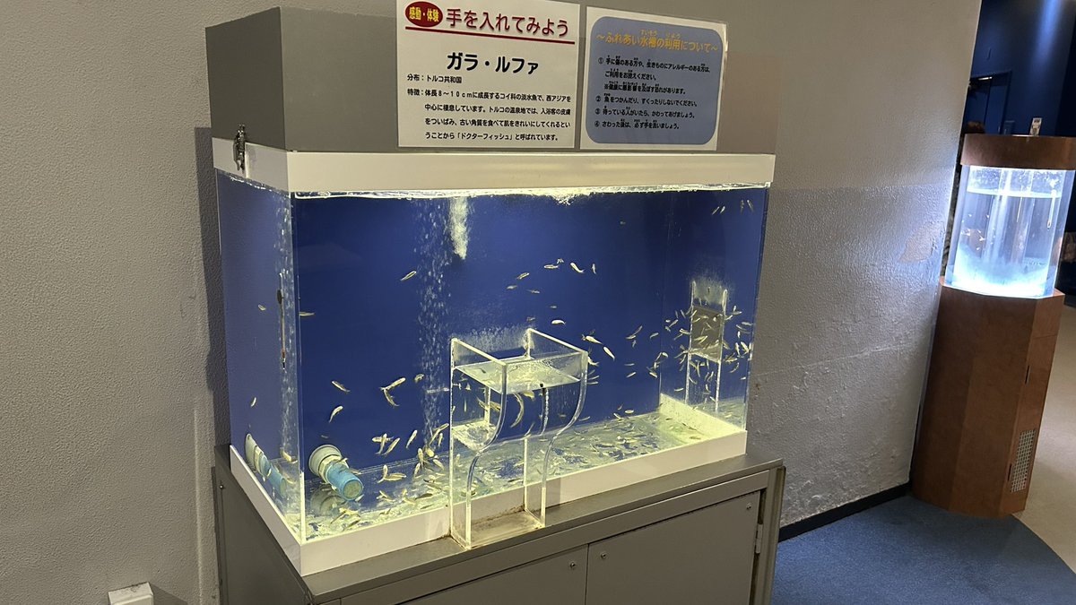 chlamy218907's tweet photo. サンピアザ水族館！
最近Twitterで見た水が漏れそうで漏れない水槽と同型のが見れてかなり嬉しい…
4枚目は近寄って来て正面裏横と見せてくれるファンサ精神のグソクムシ https://t.co/c76vFz5jzc