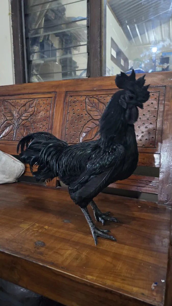 sibambaang's tweet photo. Tahu gak kalau ayam cemani tuh full hitam bahkan sampai ke tulang, kulit, lidah, dan kuning telurnya pun gak kuning tapi hitam.

Dulu simbah pelihara 2 ekor jago semua. Katanya mahal karena yang beli biasanya buat ritual.

Gak tahu buat ritual apaan. 
But this chicken nigga is so awesome.