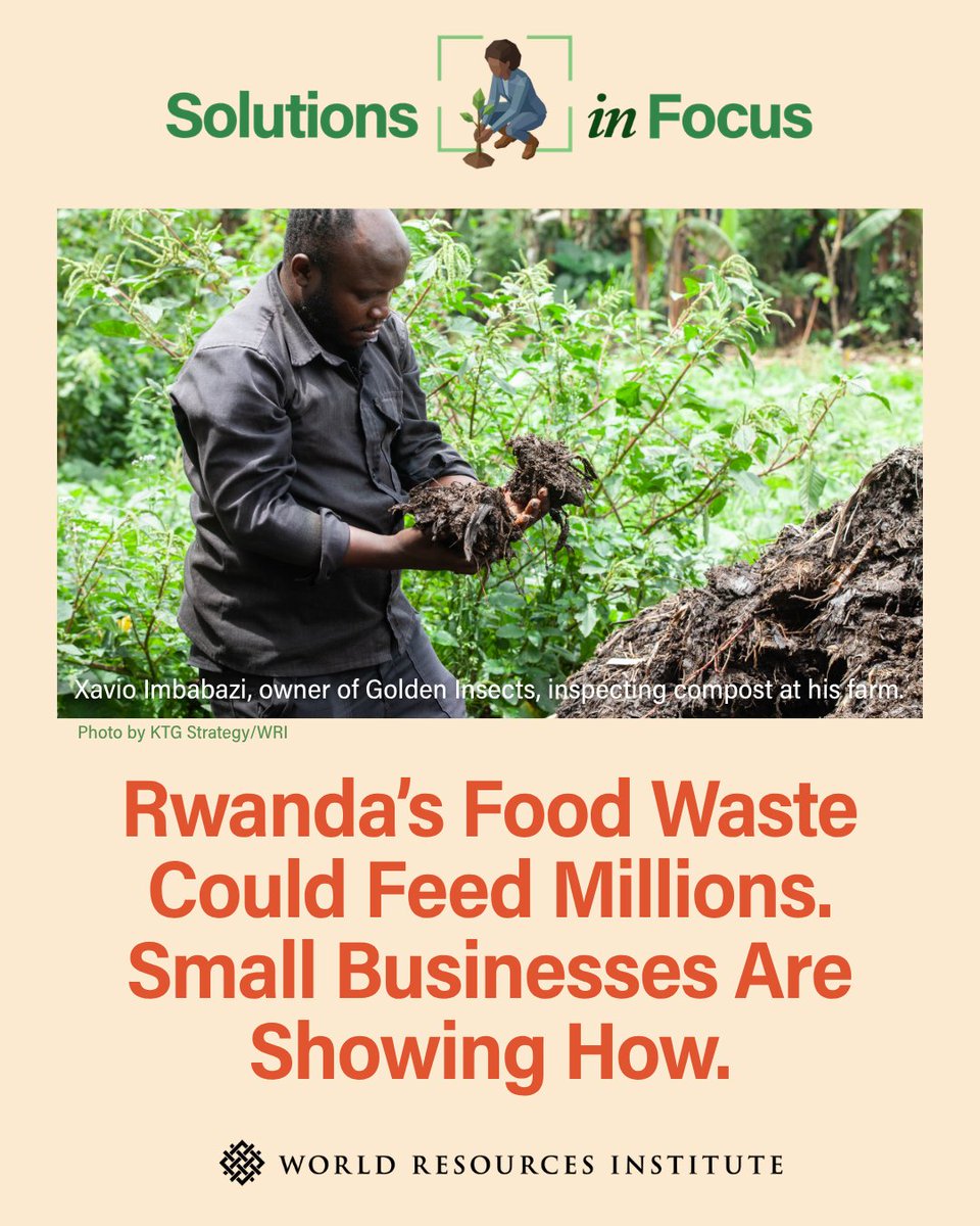WorldResources's tweet photo. Every year, nearly 1/2 of Rwanda’s food supply goes uneaten, equal to a loss of 12% of its GDP.

But there are solutions: small businesses in Rwanda are building a blueprint for circular food systems across Africa➡️ https://t.co/ZeVkBGgLzg https://t.co/ND9bnEG8X9