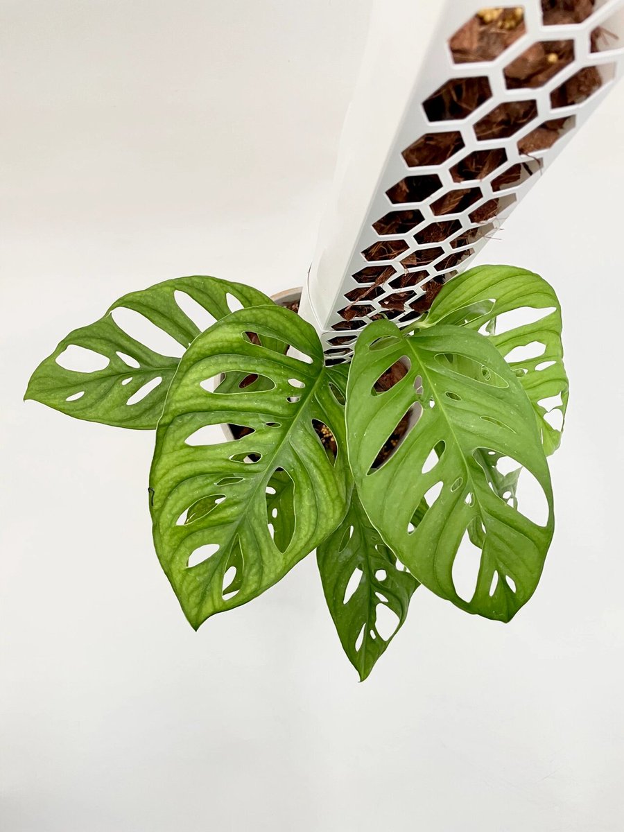 BrooklynIFQ31X's tweet photo. Pro tip for your pothos! Rotate it weekly for even growth, and only water when the top 2 inches of soil feel dry. https://t.co/Tu9mh0TQPY