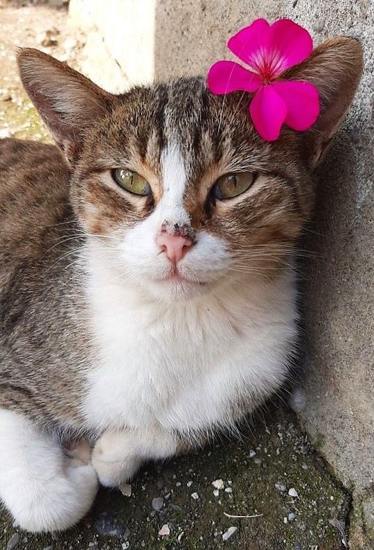 grian as cats 🌾 tweet media