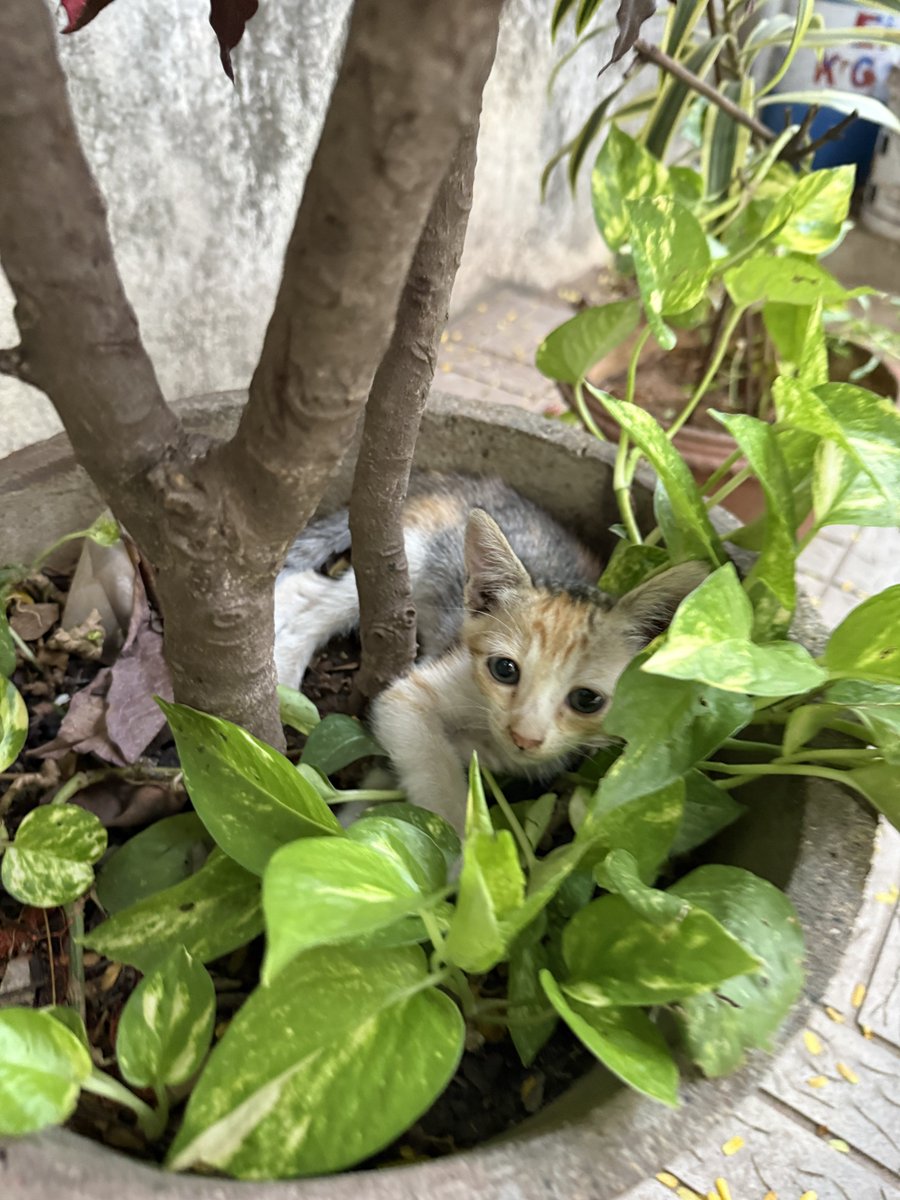 vettichennaiguy's tweet photo. these babies are still up for adoption. please DM if you want to take them home. they’re very cute and playful 

📍 Chennai https://t.co/76dQdBv0ED