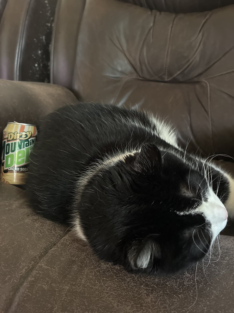 Snahzberry666's tweet photo. Kitty is tired and so am I. Should be on in a bit! #tired #bigcats https://t.co/xtXEamfpG6