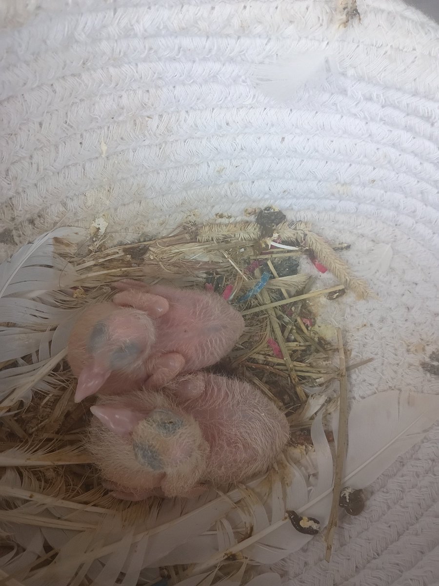 KoiClone's tweet photo. Mom's bird had babies https://t.co/yVXiUOVpS7