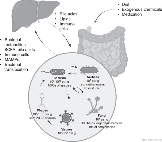 HEPATOLOGY Journal tweet media