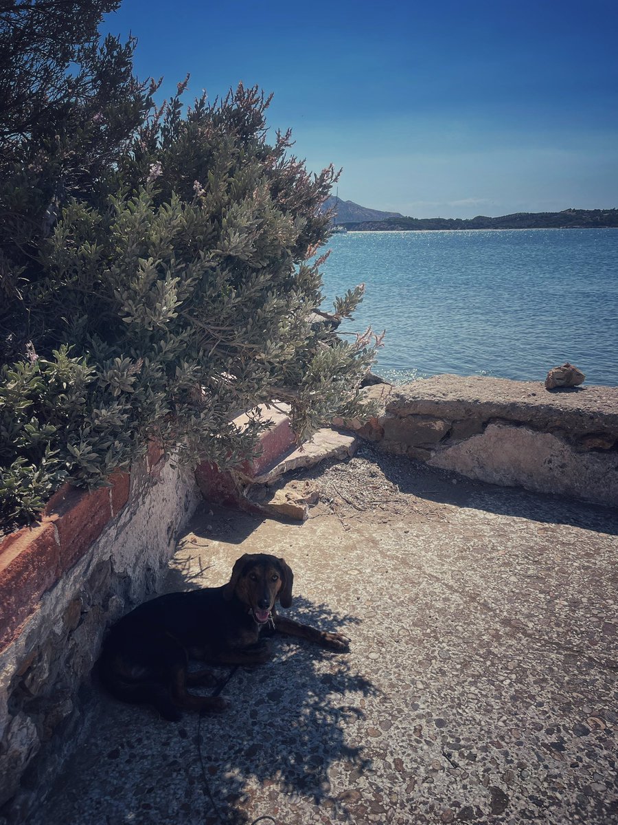 andreasklw's tweet photo. A dog’s life.
#Ζήκος https://t.co/iIlhKYPzC0