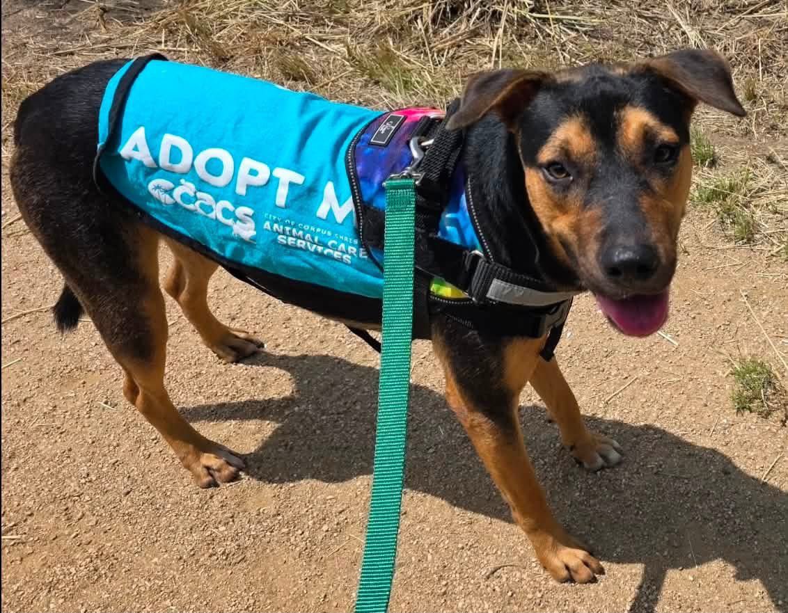 SamfromSpain's tweet photo. 🆘 Gentle 14 mo old PEPA #A387658 is on URGENT list @ Corpus Christi AC
In spite of female name, this neutered male is ready 4 a caring 🏠
Did well on Doggie Day Out, is friendly &amp; fun!
Plz don’t overlook him!
PLEDGE
#RESCUE
#FOSTER
#ADOPT
Perfect companion! https://t.co/7OcJgpAxCR