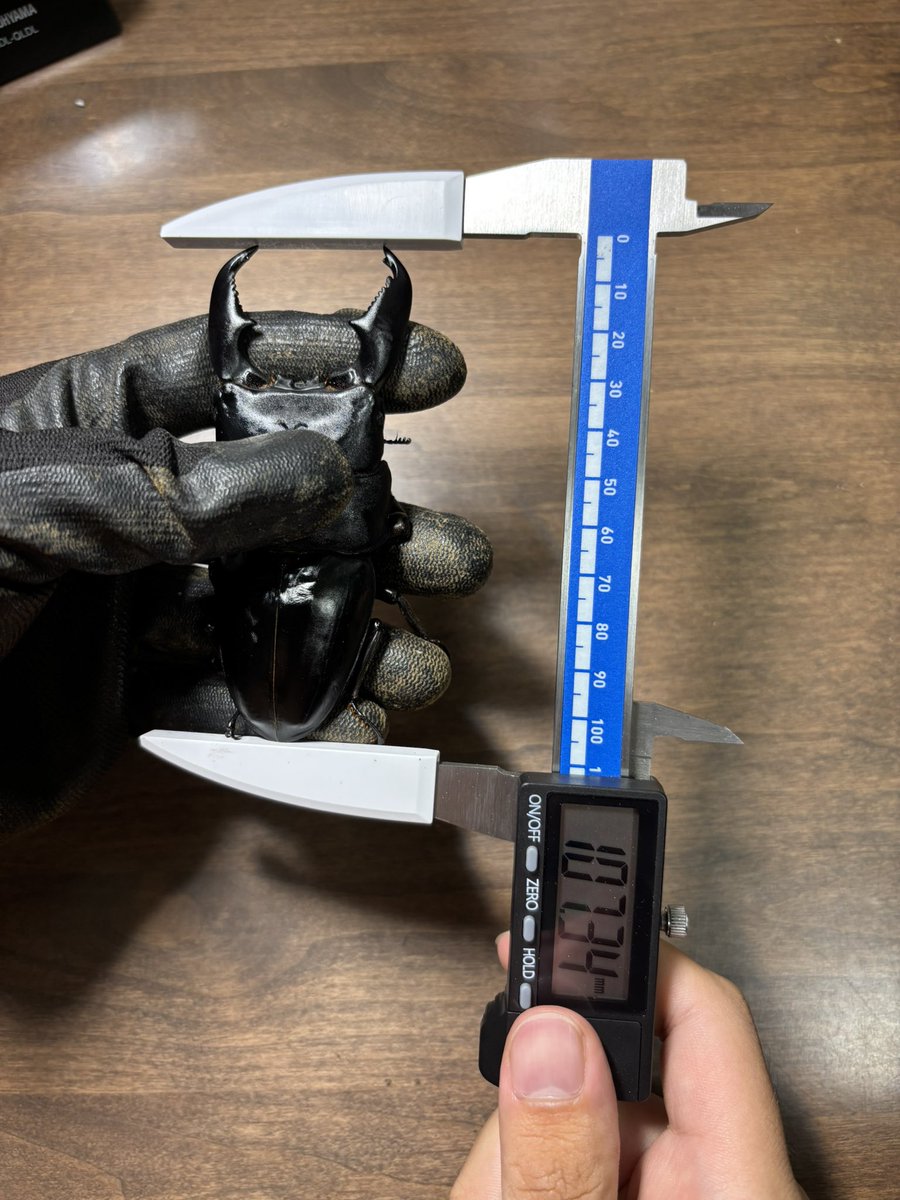 becky_insect's tweet photo. kainbuu様よりスマトラヒラタを購入させて頂きました🔥

スマトラヒラタ
体長:107.3mm
頭幅:37.3mm
胸幅40.7mm
血統:kuni98φ×(98φ×106.8)

迫力に振り切った個体でかなりカッコいいです✨
KDT108.2直仔との掛け合わせなど、次世代が楽しみです🔥 https://t.co/rR2Y7XDHX1