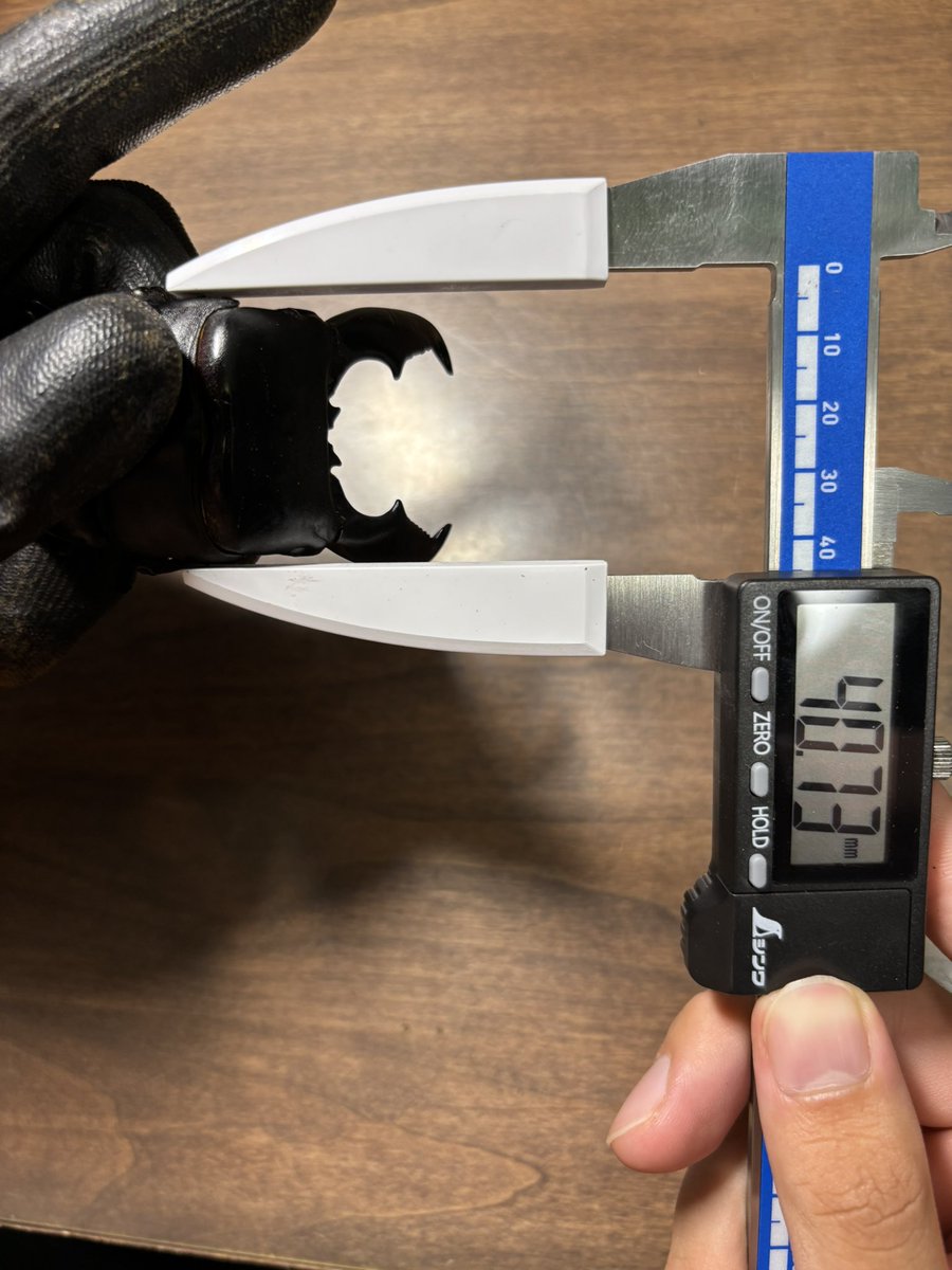 becky_insect's tweet photo. kainbuu様よりスマトラヒラタを購入させて頂きました🔥

スマトラヒラタ
体長:107.3mm
頭幅:37.3mm
胸幅40.7mm
血統:kuni98φ×(98φ×106.8)

迫力に振り切った個体でかなりカッコいいです✨
KDT108.2直仔との掛け合わせなど、次世代が楽しみです🔥 https://t.co/rR2Y7XDHX1